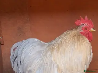 Chickens poultry 2 cockerels - Advert 4