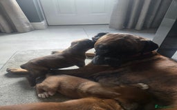 Boxer dogs for sale: KC PEDIGREE BOXER PUPPIES  - Image 2