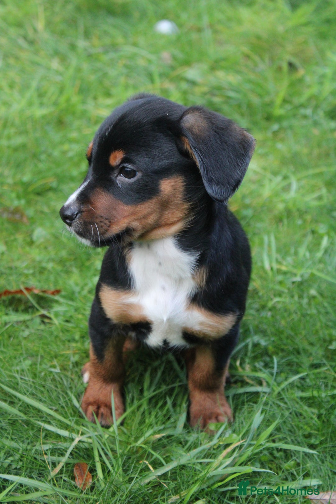 Mixed Breed dogs for sale: Cocker x Kelpie Puppies - Advert 9
