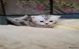 British Shorthair cats for sale: British Shorthair Silver Tabby  - Image 2