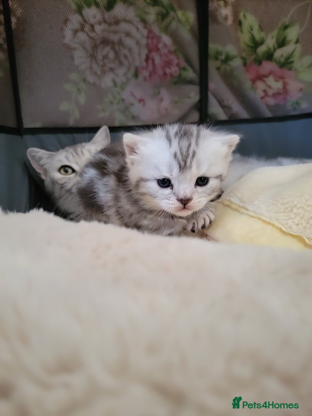 British Shorthair cats for sale: British Shorthair Silver Tabby  - Image 2