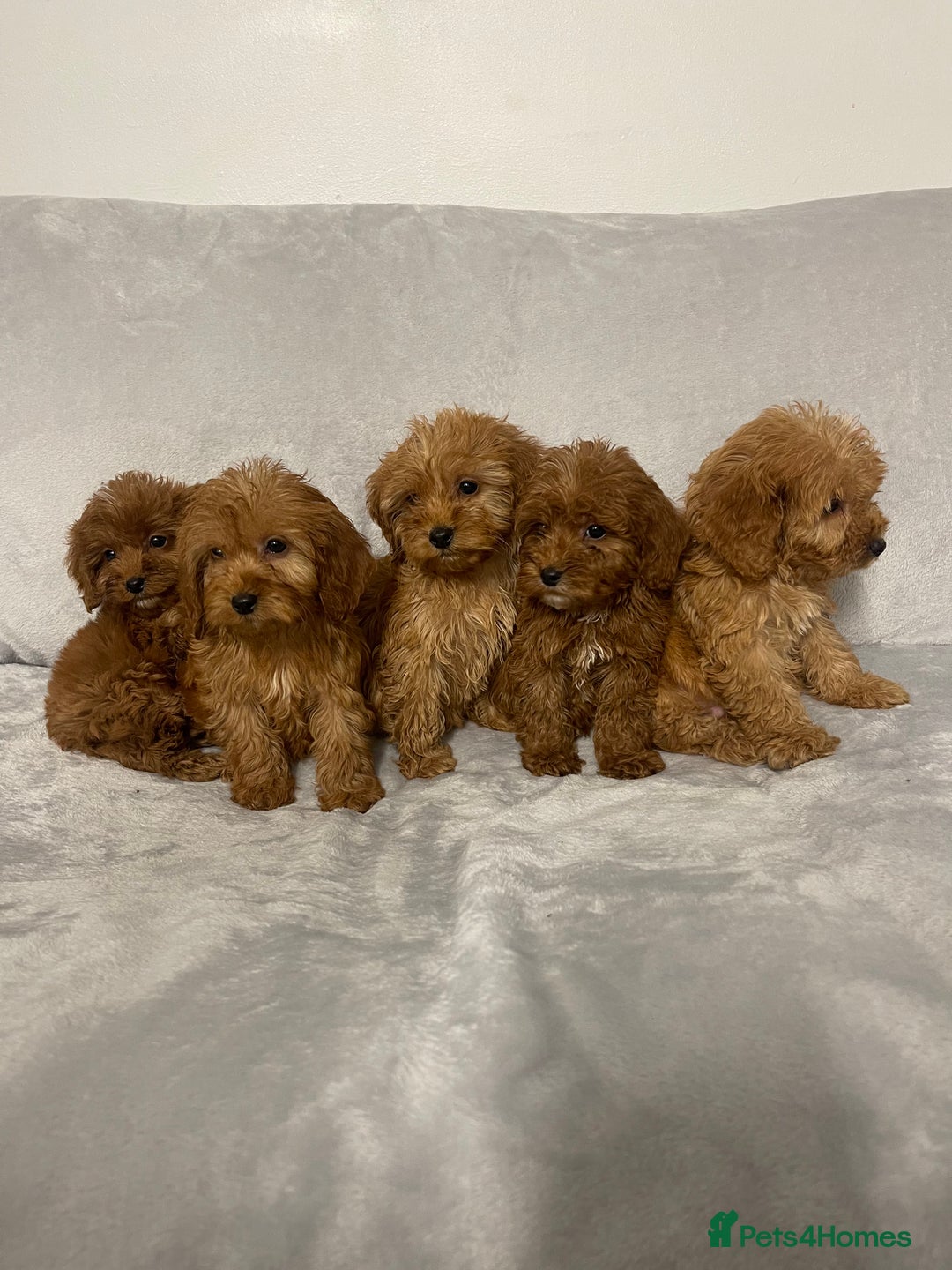 Cockapoo dogs for sale: 5 beautiful cockapoos  - Advert 3
