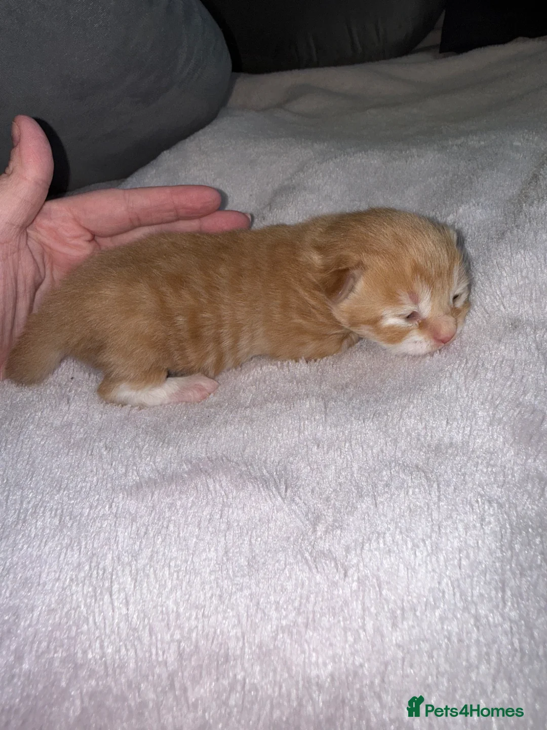 British Shorthair cats for sale: Beautiful ginger kitten  - Advert 2