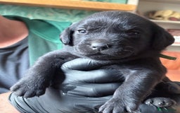 Labrador Retriever dogs for sale: Labrador pups - Image 6