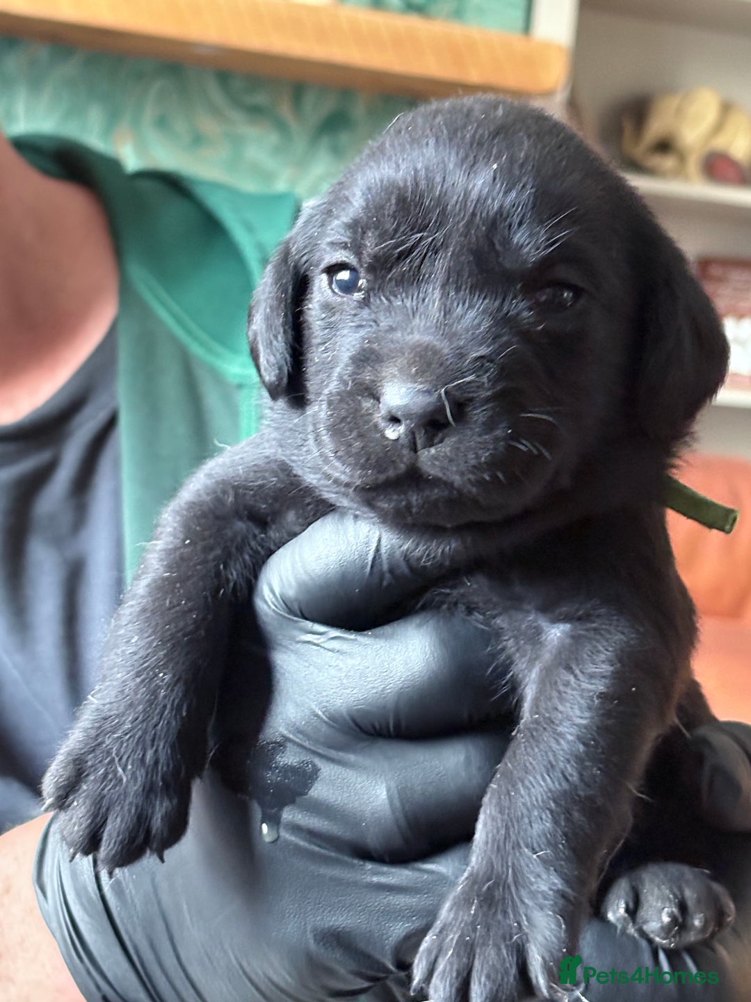 Labrador Retriever dogs for sale: Labrador pups - Image 6