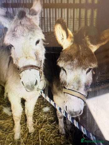 Donkey livestock - Advert 16