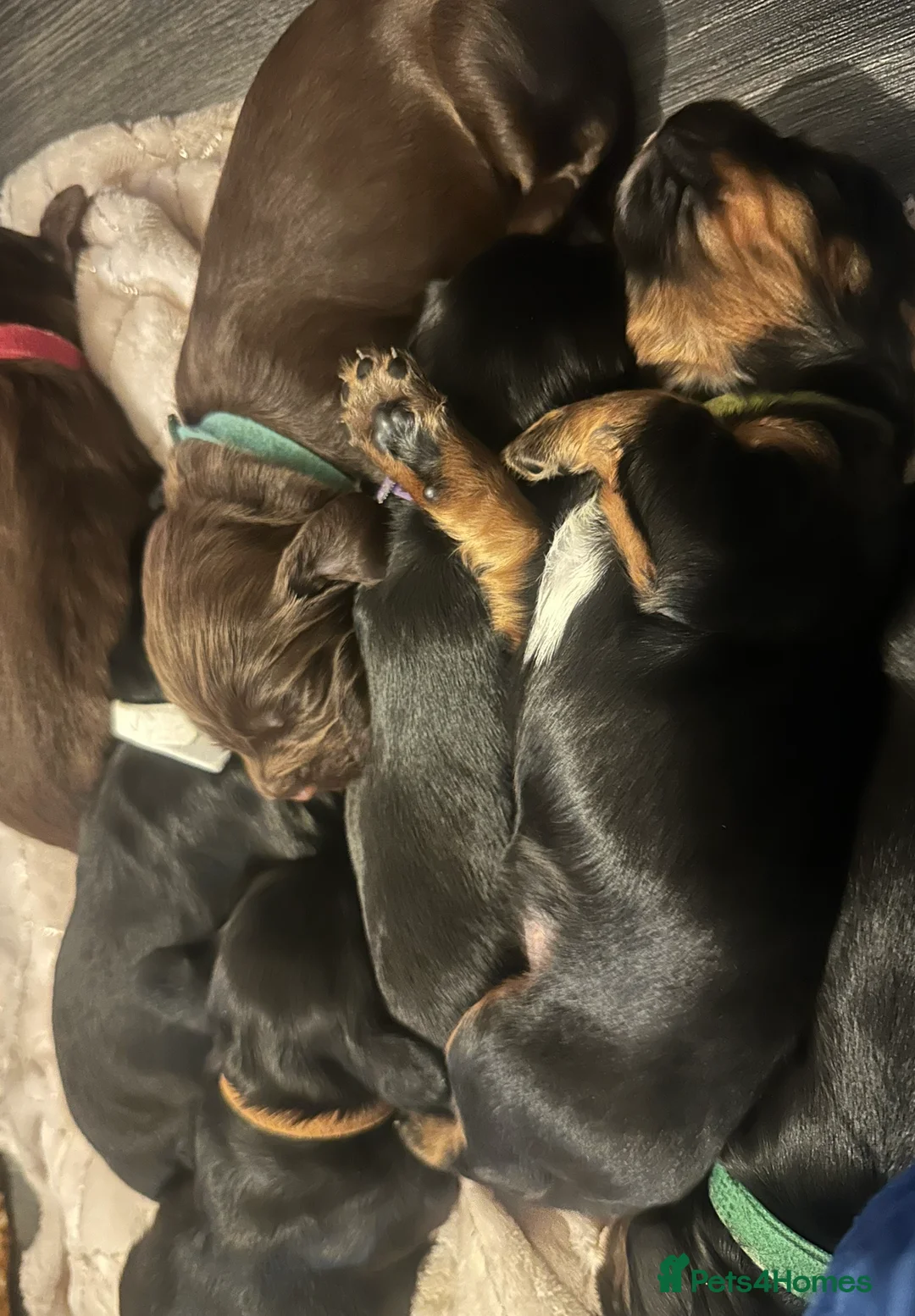 Sprocker dogs for sale: Exceptional home reared sprocker spaniel puppies.  - Advert 6