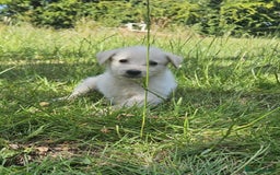 Mixed Breed dogs for sale: F1 Shepadoodle Puppies in Boston - Image 3