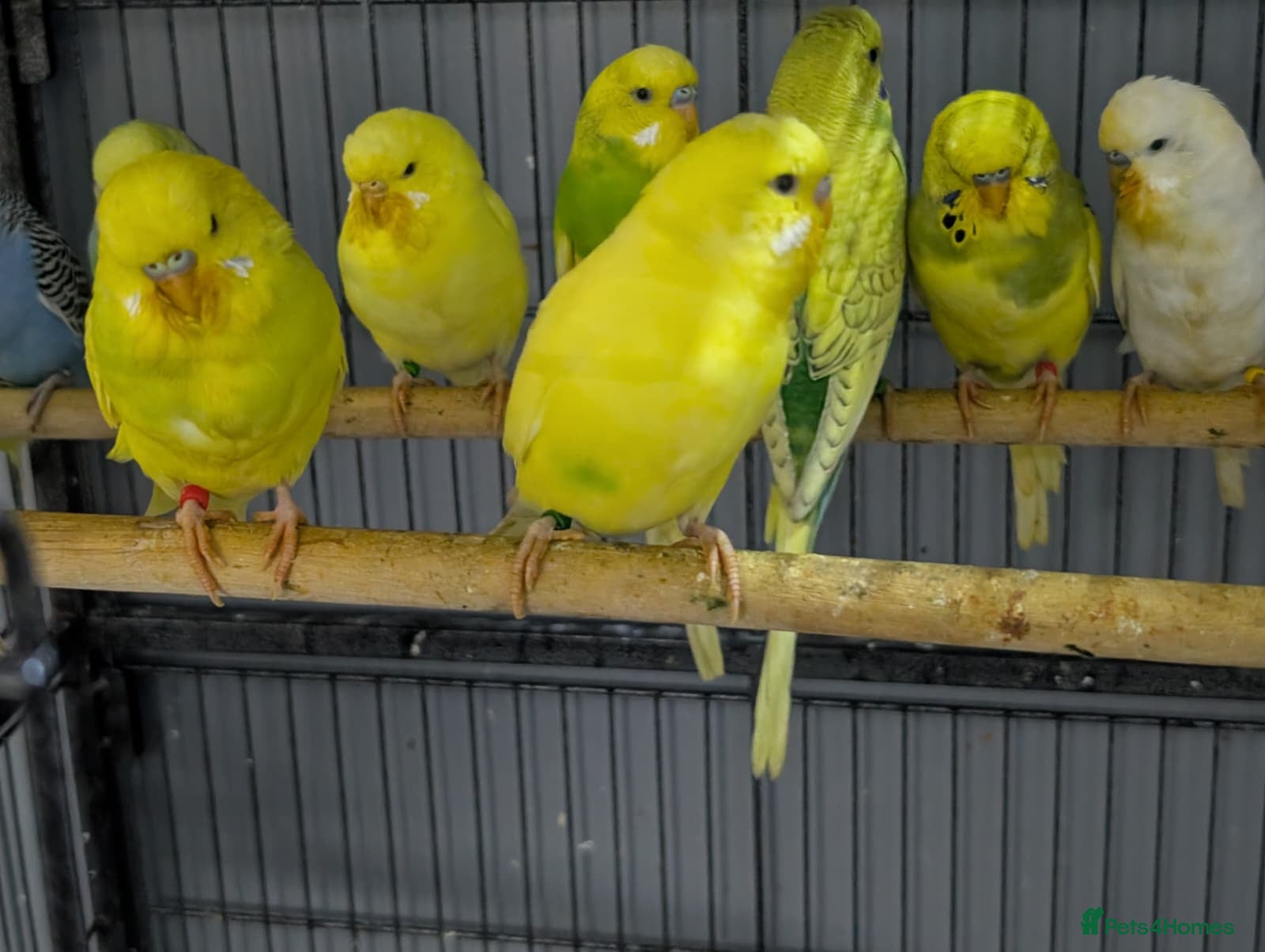 Budgerigars birds Albino Budgies White and Yellow Colours - Advert 14