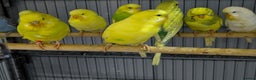 Budgerigars birds for sale: Albino Budgies White and Yellow Colours - Advert 1