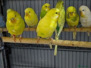 Budgerigars birds Albino Budgies White and Yellow Colours - Advert 2