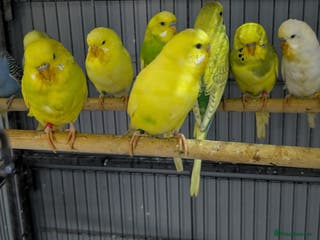 Budgerigars birds Albino Budgies White and Yellow Colours - Advert 20