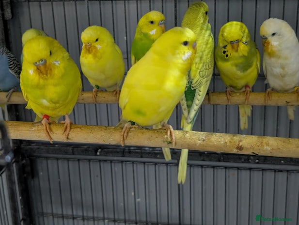 Budgerigars birds - Advert 2