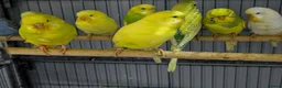 Budgerigars birds for sale: Albino Budgies White and Yellow Colours - Advert 1