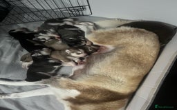 Siberian Husky dogs for sale: Siberian Husky puppies  - Advert 5