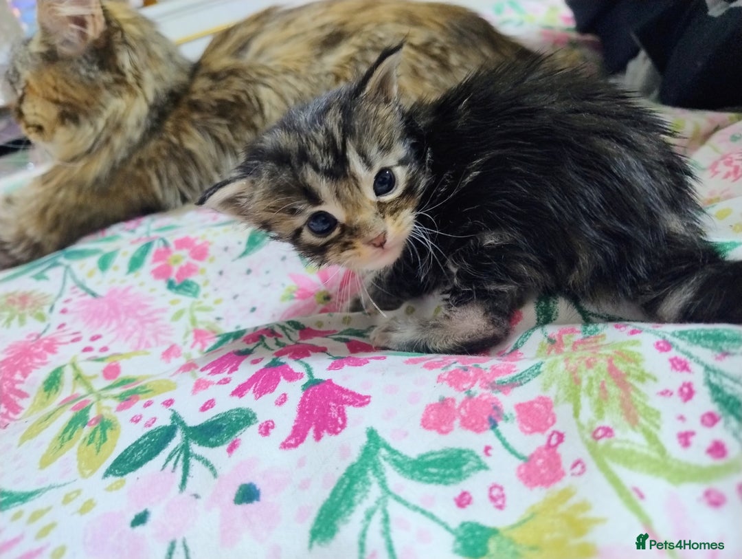 Maine Coon cats for sale: 5 beautiful full Maine Coon kittens for sale - Advert 8