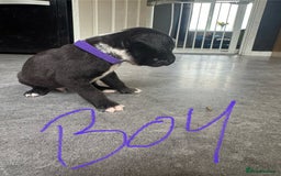 Mixed Breed dogs for sale: Cane Corso x American Bulldog puppies  - Image 12
