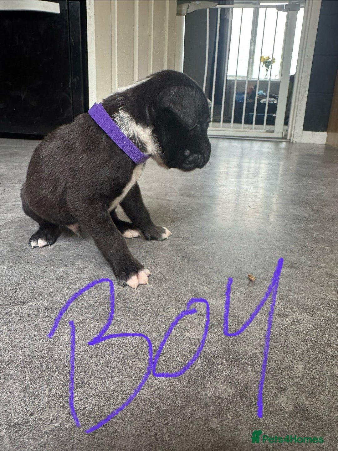 Mixed Breed dogs for sale: Cane Corso x American Bulldog puppies  - Image 12