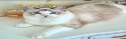 Ragdoll cats for sale: Tica registered exceptional  Ragdolls  - Advert 4