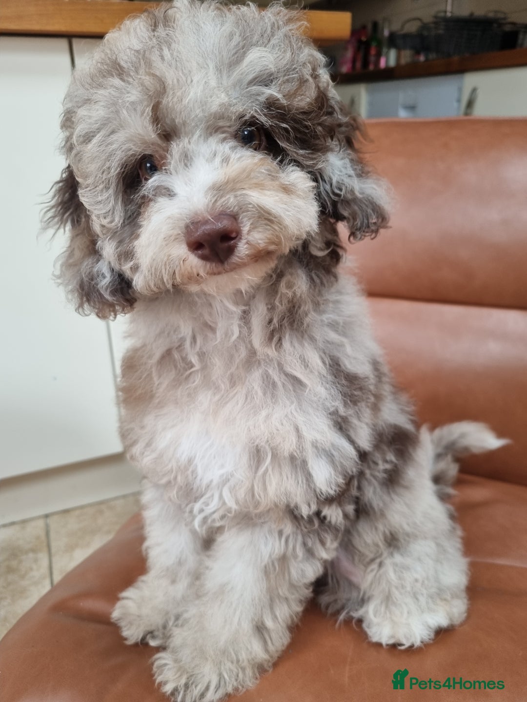Toy Poodle dogs for sale: Stunning chocolate merle toy poodle girl! 16 weeks - Image 4