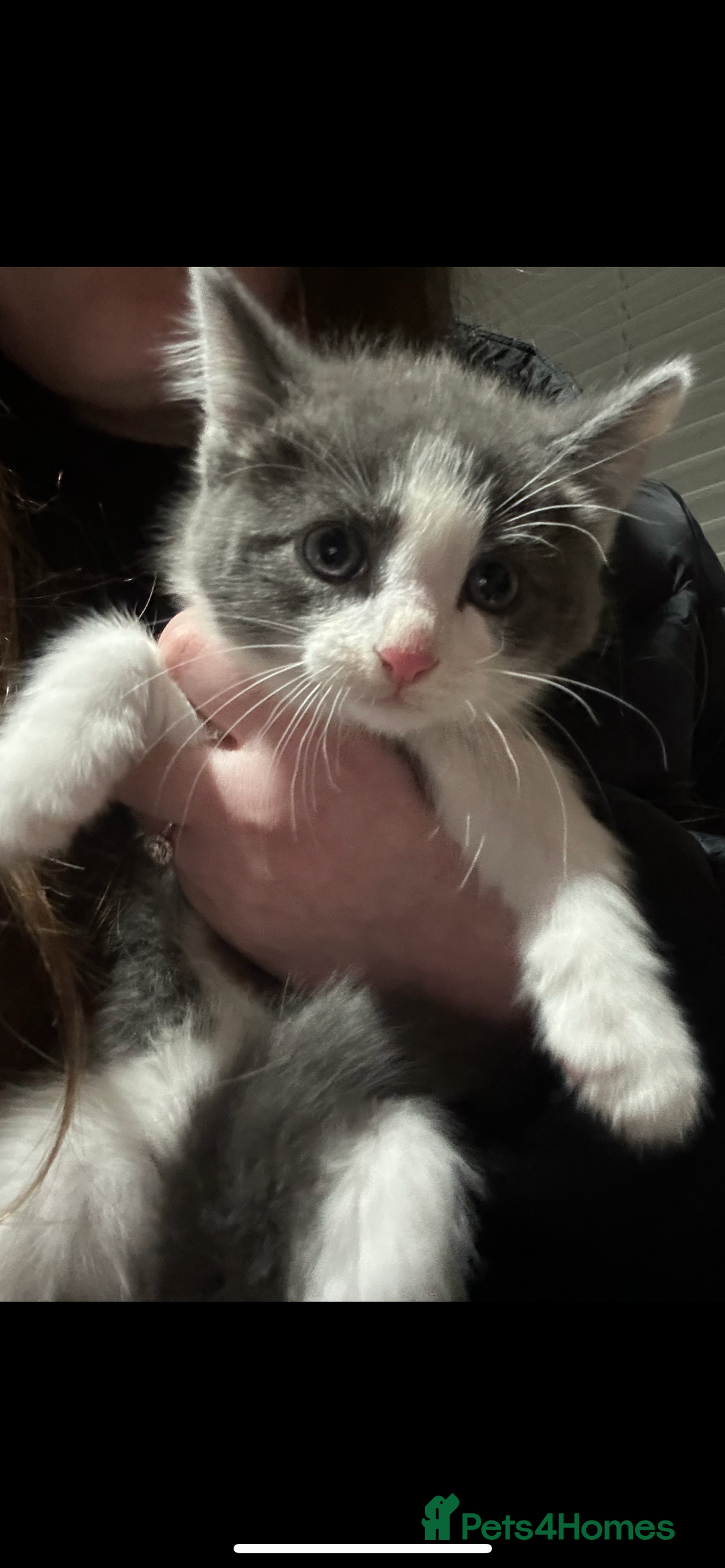 Mixed Breed cats for sale: Gorgeous grey and white kitten - Advert 2