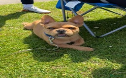 French Bulldog dogs for sale: Beautiful male French bulldog  - Image 8