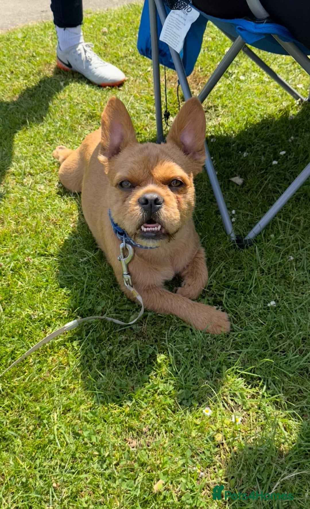 French Bulldog dogs for sale: Beautiful male French bulldog  - Image 8