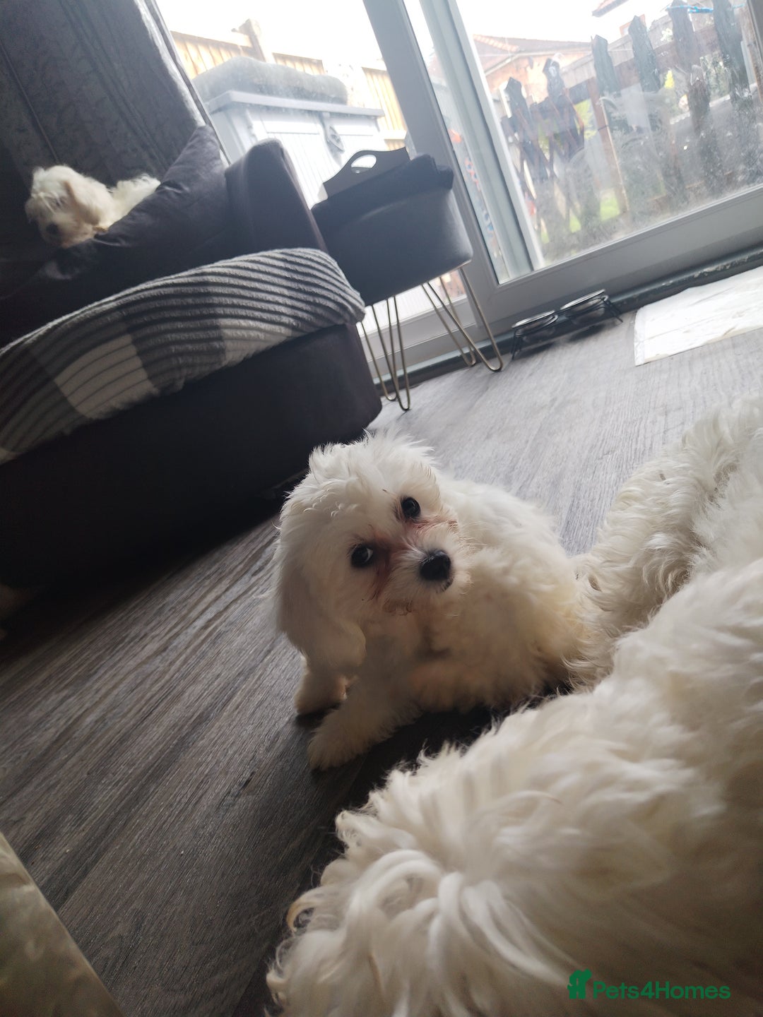 Maltese dogs for sale: Adorable Maltese Puppies for Sale.! - Image 9