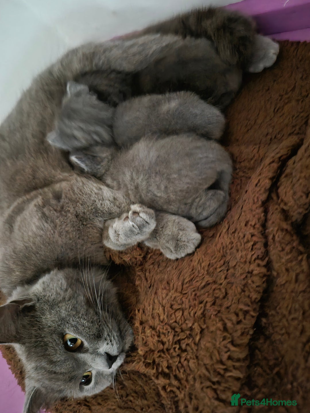 British Shorthair cats for sale: British short hair - Advert 1