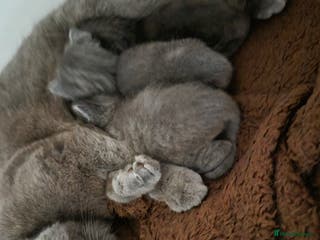 British Shorthair cats British short hair - Advert 18