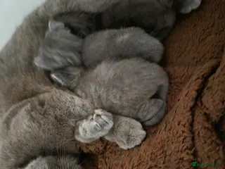 British Shorthair cats British short hair - Advert 7