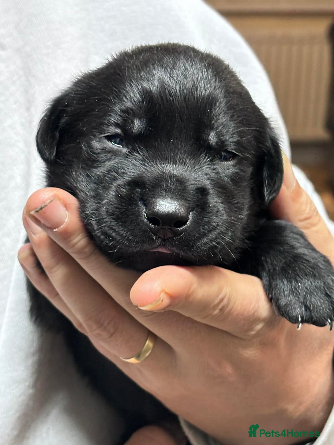 Labrador Retriever dogs for sale: Kc registered labrador  - Advert 15