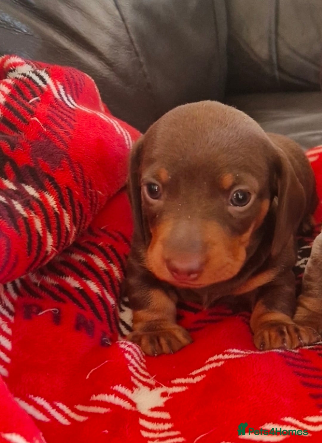 Miniature Dachshund dogs for sale: 1 beautiful kc puppy left ready 25/12/25 - Advert 19