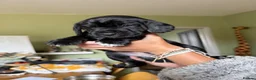 Mixed Breed dogs for sale: Patterdale Terrier × Cocker Spaniel Puppies in King's Lynn - Advert 3