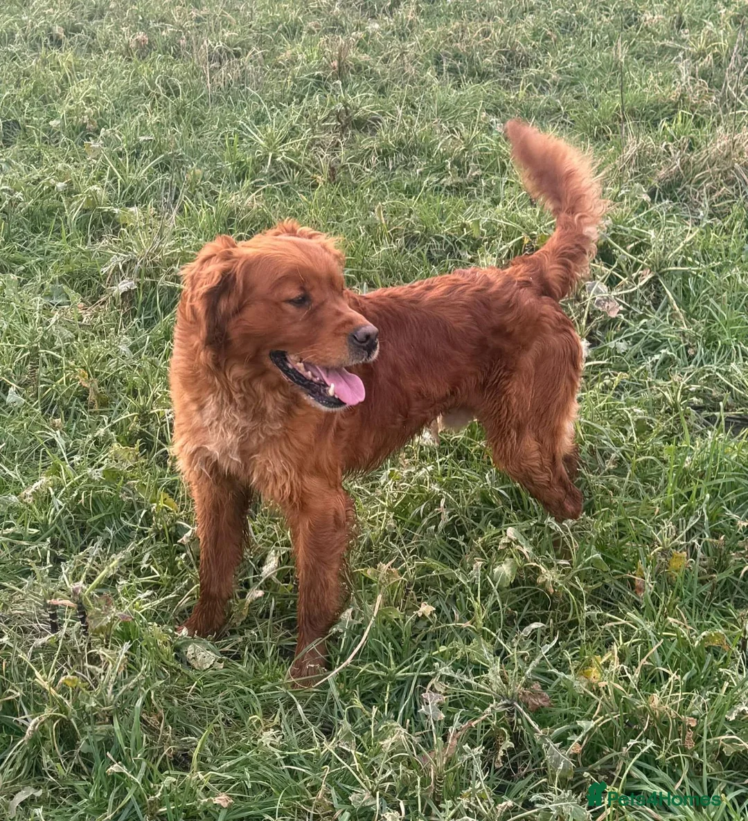 Golden Retriever dogs for sale: Health Tested Gold/Red KC Golden Retriever Puppies - Advert 9