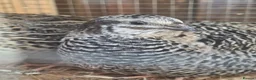 Quail poultry for sale: Corturnix quail fertile eggs - Advert 26