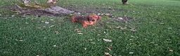 Miniature Dachshund dogs for sale: Lovable kc reg boys  - Advert 4