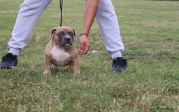 American Bully dogs for sale: American Bully pocket  - Image 5