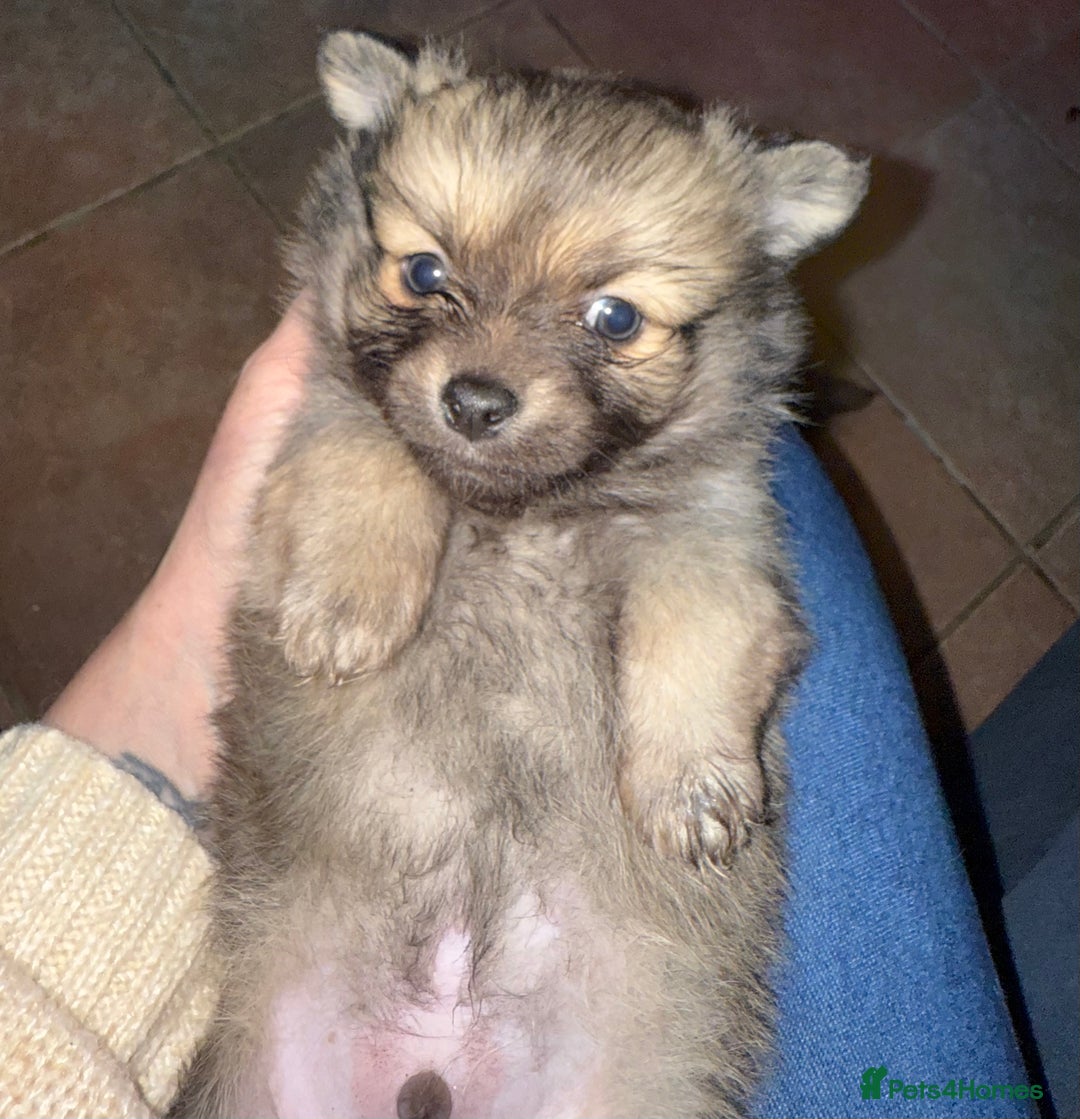 Pomchi dogs for sale: 💙 2 longhair Boys Left 💙 - Advert 5