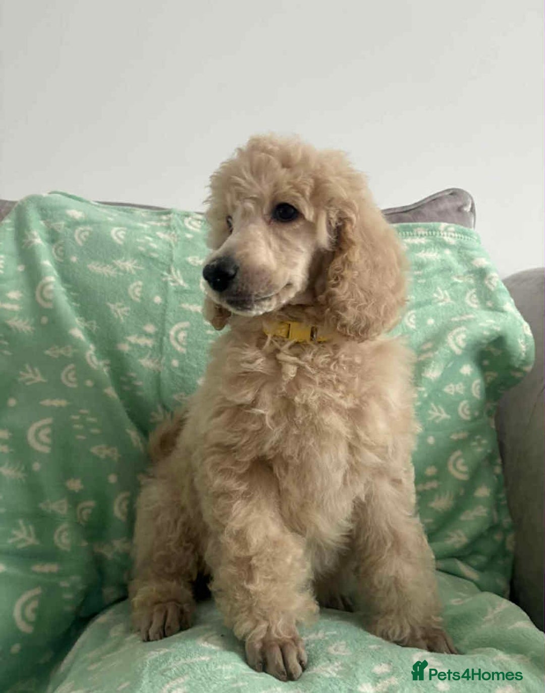 Standard Poodle dogs for sale: Stunning KC Standard Poodle Puppies for sale - Image 8