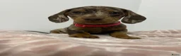 Miniature Dachshund dogs for sale: Miniature Dachshund Puppies for Sale - Advert 6