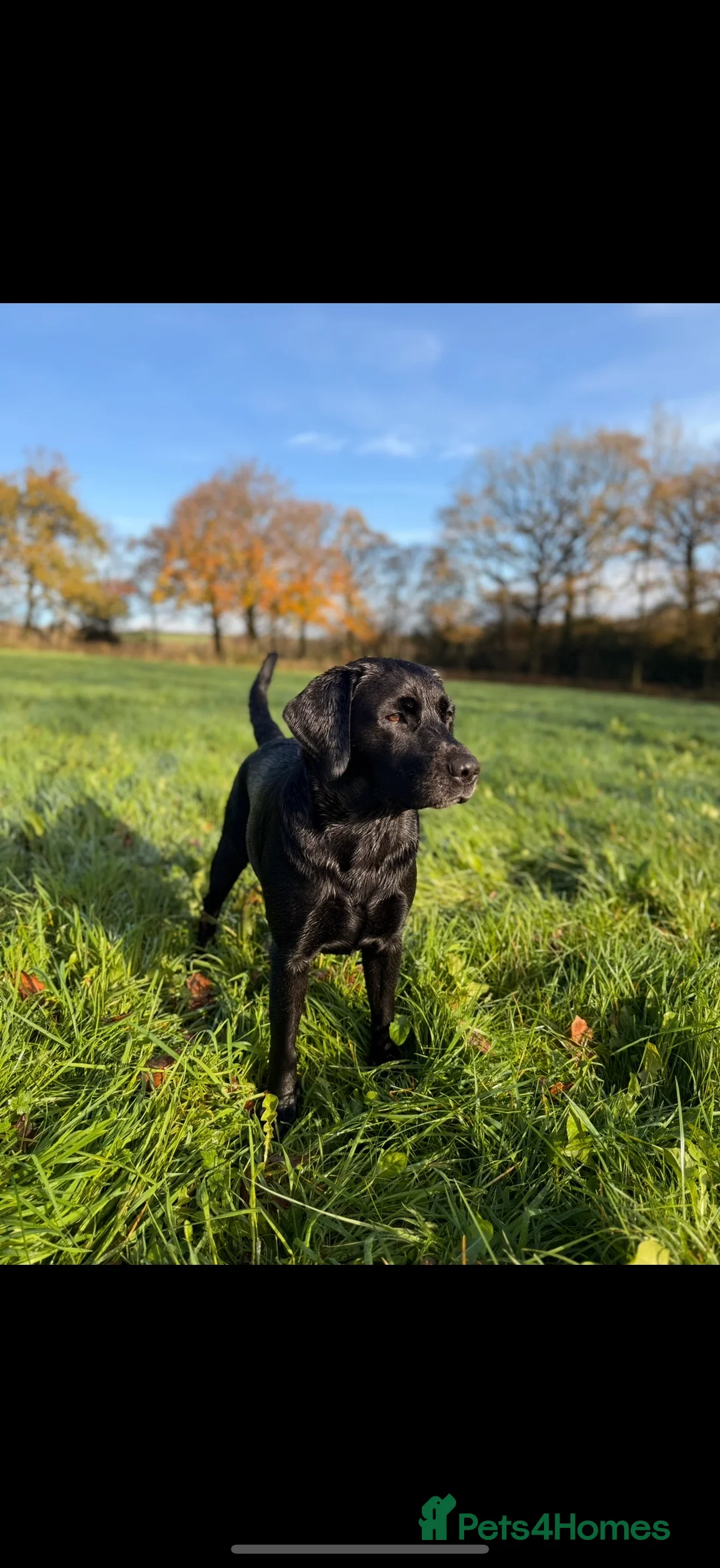 Labrador Retriever dogs for sale: Beautiful litter of Labrador puppies for sale - Advert 5