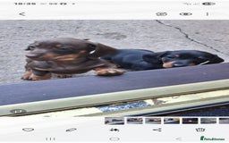 Dachshund dogs for sale: Dachshund puppies ready to leave  - Image 6