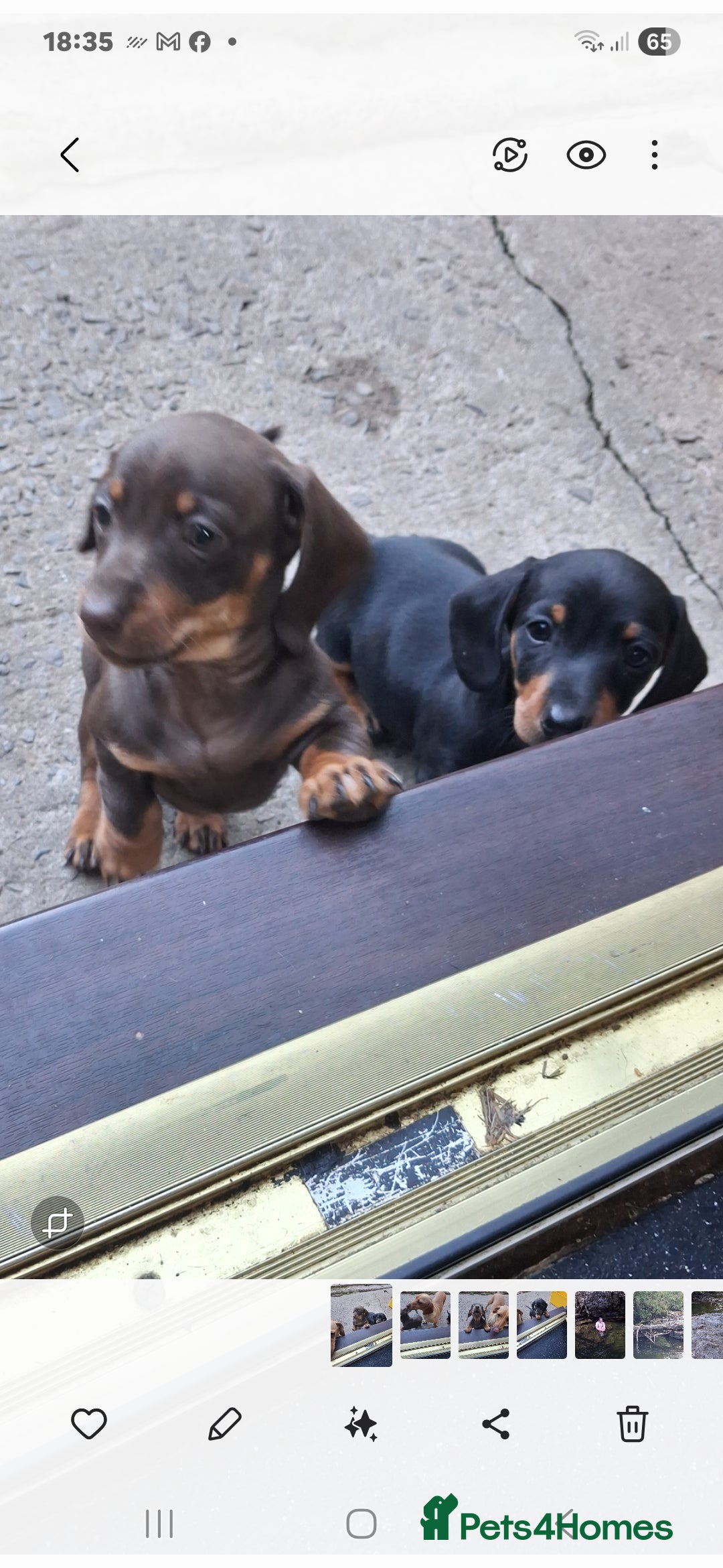 Dachshund dogs for sale: Dachshund puppies ready to leave  - Image 6