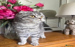 Scottish Fold cats for sale: Tabby Scottish fold - Image 3
