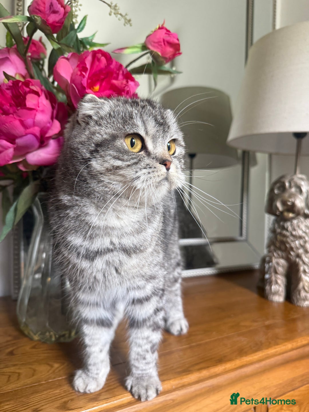 Scottish Fold cats for sale: Tabby Scottish fold - Image 3
