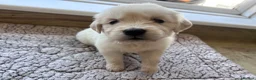 Golden Retriever dogs for sale: Health tested and KC-stunning golden retrievers  - Advert 2