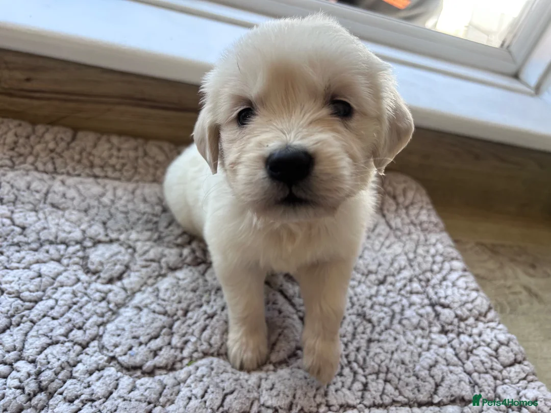 Golden Retriever dogs for sale: Health tested and KC-stunning golden retrievers  - Advert 2