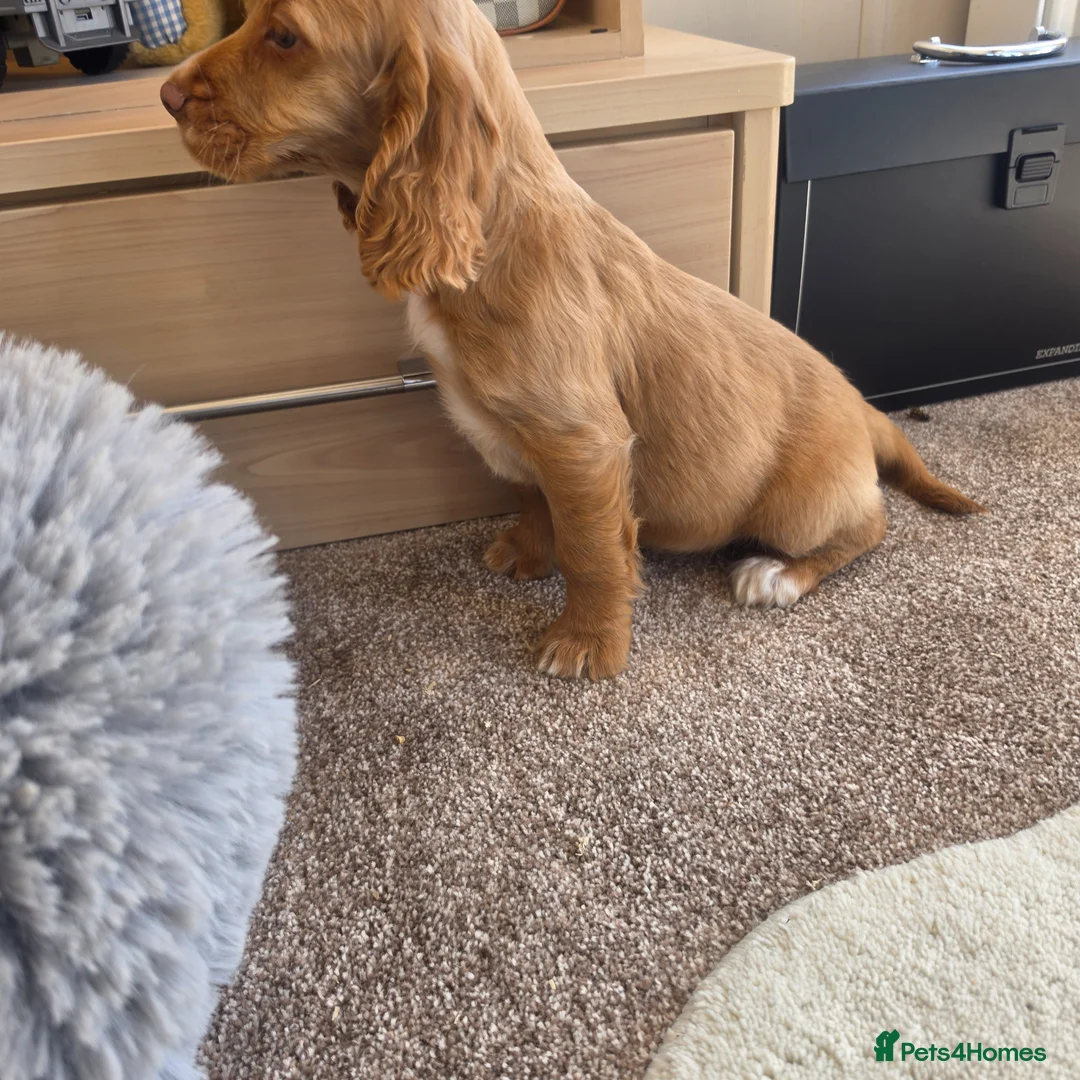 Cocker Spaniel dogs for sale: Working Type Cocker Spaniels  - Advert 19