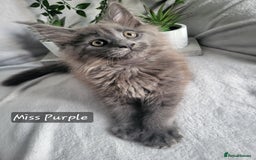 Maine Coon cats for sale: Beautiful Maine Coons  - Advert 2